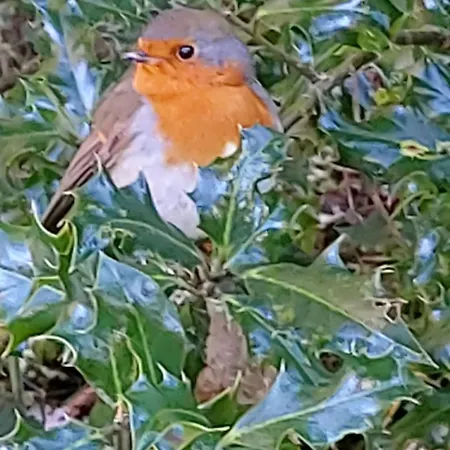 Glenbarrow Rosenallis