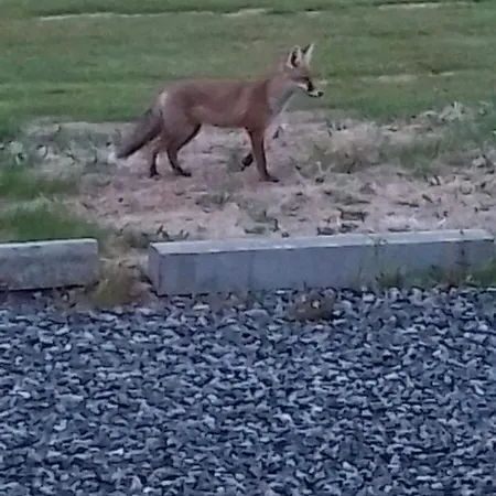 Glenbarrow * Rosenallis