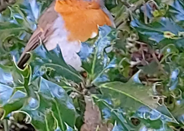 Glenbarrow Rosenallis