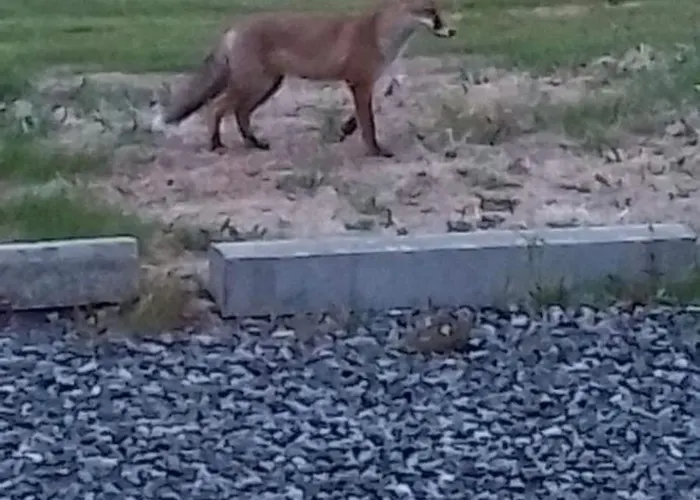 Glenbarrow * Rosenallis